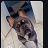 dog, french_bulldog, pet, indoor, tile_floor, hallway, looking_up, ears_up, curious, canine, animal, companion, portrait, phone_screen, chat, text_overlay, conversation, floor, domestic, cute
