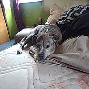 Helen joined the competition — help win amazing prizes! animal, architecture, bed, bedroom, blanket, bulldog, canine, couch, cushion, dog, furniture, homedecor, hound, indoors, interiordesign, linen, pet, pitbull, puppy, room