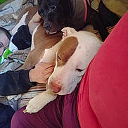 Xena joined the competition — help win amazing prizes! dog, pet, animal, bed, blanket, person, hand, indoor, comfort, resting, couch, fur, canine, brown, white, black, relaxation, cozy, companion, casual