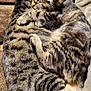 animal, cat, closeup, companion, cozy, cuddle, cute, feline, friendship, fur, indoor, pets, relaxing, resting, sleeping, snuggling, soft, tabby, two_animals, warm