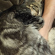 Gremlin is registered to the contest to win money with this photo: animal, blanket, cat, closeup, comfort, cozy, domestic, foot, fur, human, indoor, paw, pet, relaxed, resting, sleeping, snuggling, soft, striped, tabby