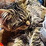 Gremlin joined the competition — help win amazing prizes! animal, brown, cat, close_up, cozy, cute, ears, feline, fur, indoor, nap, pet, plastic_bag, relaxation, resting, sleeping, soft, striped, tabby, whiskers