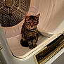 Gremlin joined the competition — help win amazing prizes! kitten, cat, tabby, dryer, appliance, indoor, metal, white, curious, small, pet, feline, fur, animal, young, sitting, domestic, cute, household, closeup