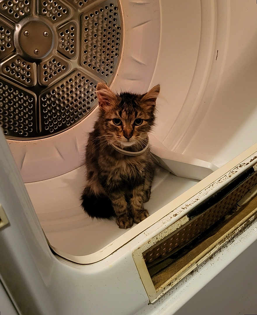 Gremlin joined the competition — help win amazing prizes! kitten, cat, tabby, dryer, appliance, indoor, metal, white, curious, small, pet, feline, fur, animal, young, sitting, domestic, cute, household, closeup