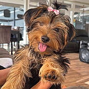 Sassy Pants is registered to the contest to win money with this photo: black_and_tan, bow, cute, dog, ears, face, fluffy, furniture, hair, happy, holding, indoor, living_room, nose, paw, pet, puppy, small_dog, tongue_out, wooden_floor