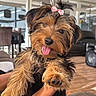 dog, puppy, bow, tongue_out, fluffy, cute, pet, indoor, living_room, furniture, wooden_floor, black_and_tan, small_dog, happy, face, paw, hair, ears, nose, holding