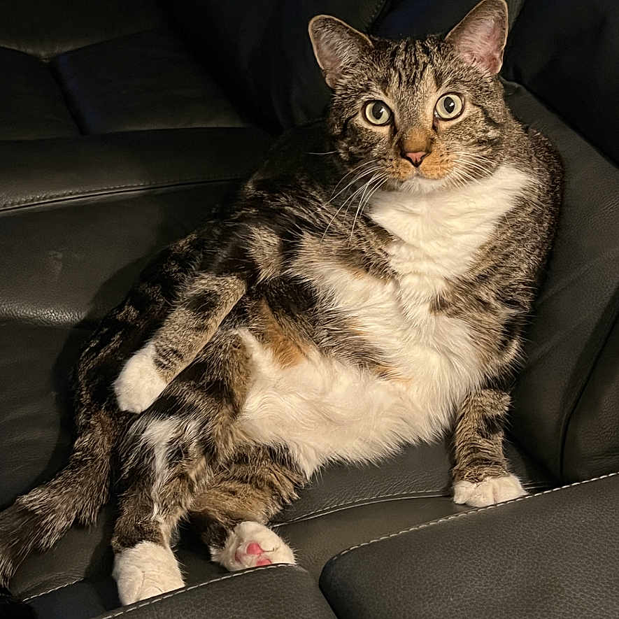 Max is registered to the contest to win money with this photo: animal, cat, comfortable, couch, cozy, eyes, feline, fur, home, indoor, leather, looking, paw, pet, pink_paw_pad, relaxing, resting, sitting, tabby, whiskers