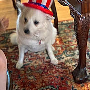 Nina is registered to the contest to win money with this photo: dog, hat, indoor, rug, furniture, wood, white_dog, decor, table, floor, pet, costume, blur, patterned_rug, sitting, canine, household, accessory, animal, domestic