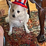 dog, hat, indoor, rug, furniture, wood, white_dog, decor, table, floor, pet, costume, blur, patterned_rug, sitting, canine, household, accessory, animal, domestic