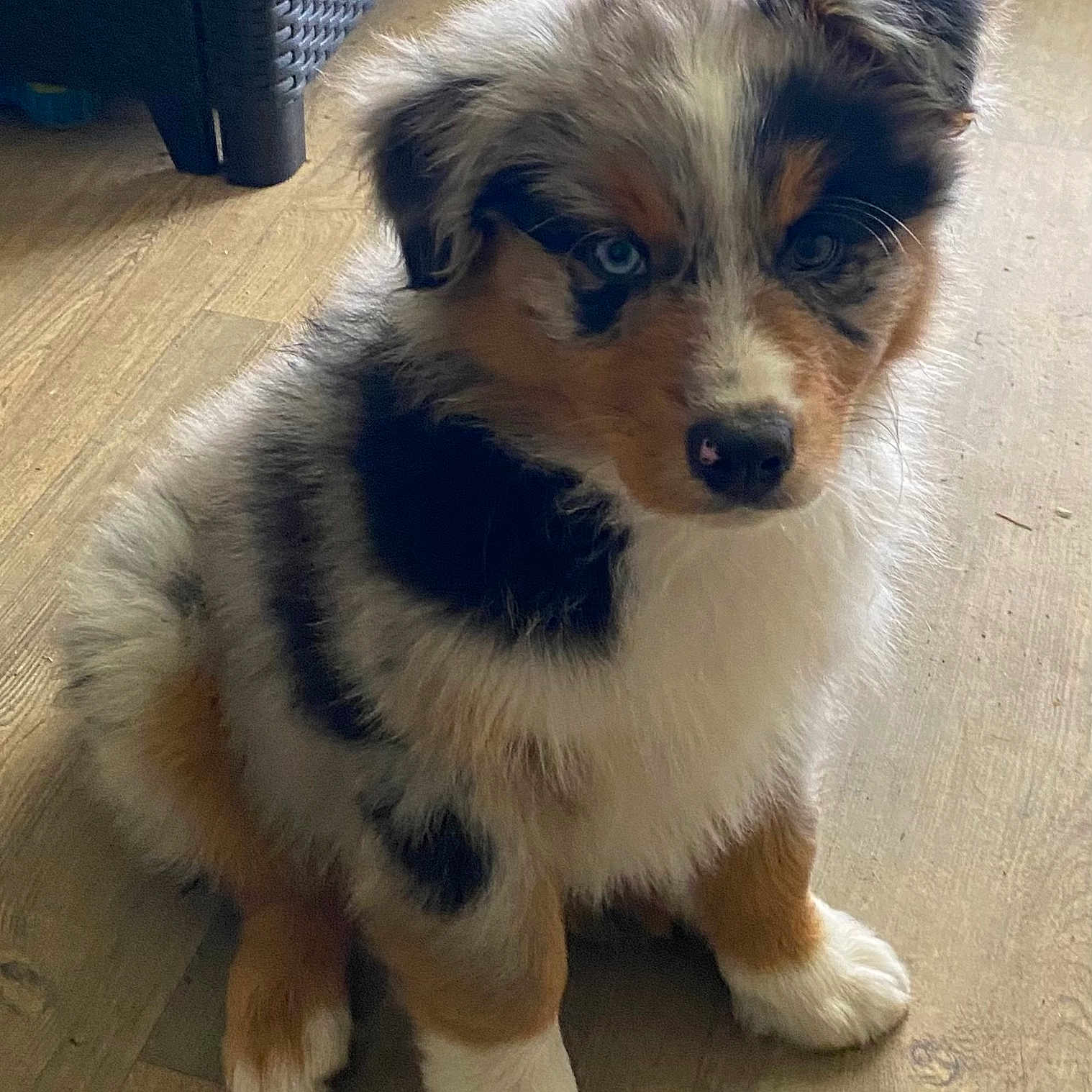 Wiston participe au concours pour gagner de l'argent avec cette photo : animal, canine, cat, cockerspaniel, collie, coyote, dog, dogbed, hardwood, husky, kitten, papillon, pet, puppy, racket, snout, sport, tennis, tennisracket, wood