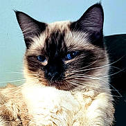 Izabella joined the competition — help win amazing prizes! animal, blue_eyes, cat, close_up, cute, domestic, ears, face, feline, fluffy, fur, indoor, looking, mammal, pet, portrait, relaxed, resting, whiskers