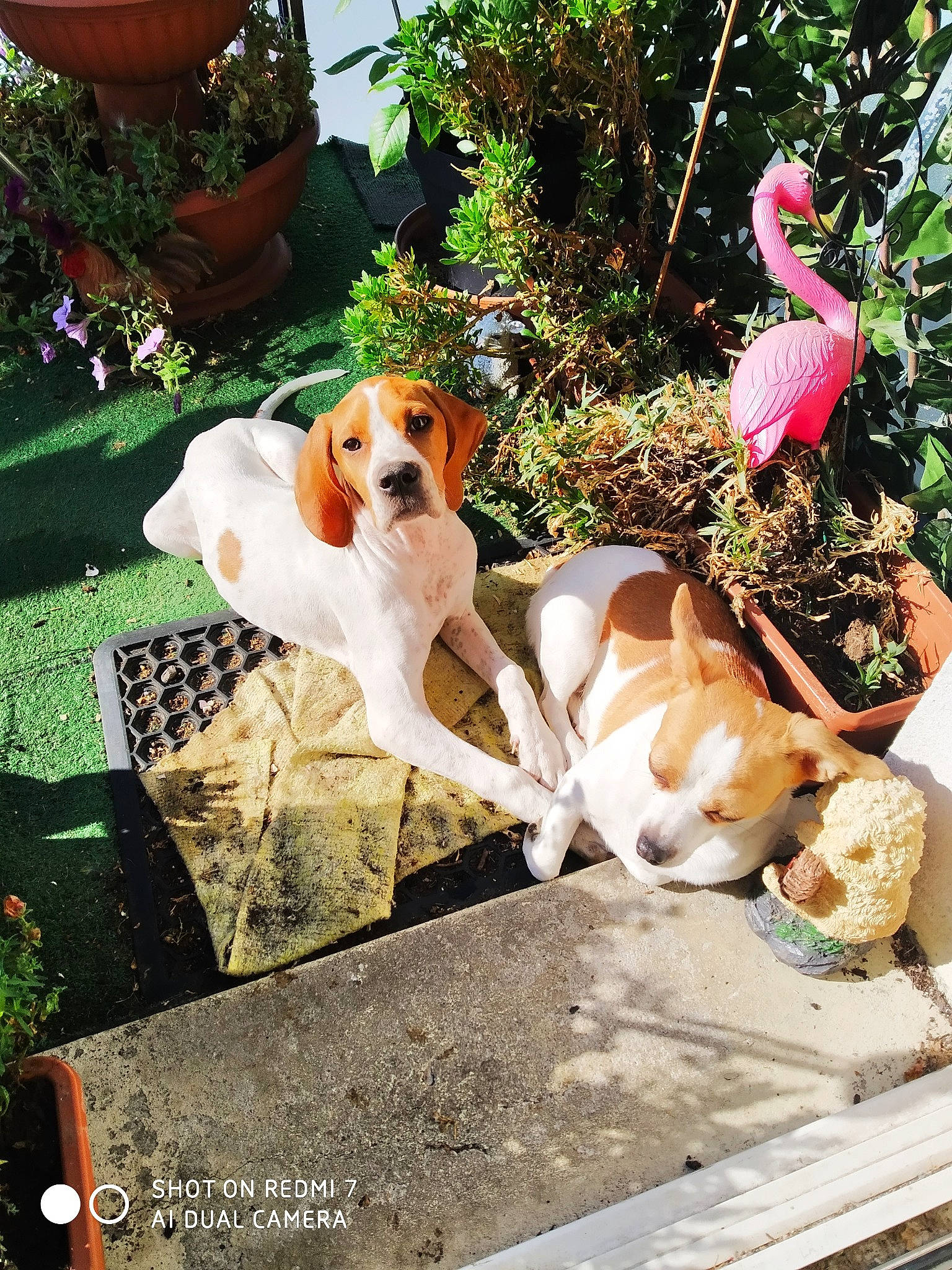 Tania participe au concours pour gagner de l'argent avec cette photo : ancient_dog_breeds, bench, canidae, carnivore, chair, companion_dog, dog, dog_breed, fawn, grass, herb, hound, leisure, outdoor_furniture, photo_caption, plant, recipe, sitting, sporting_group, toy