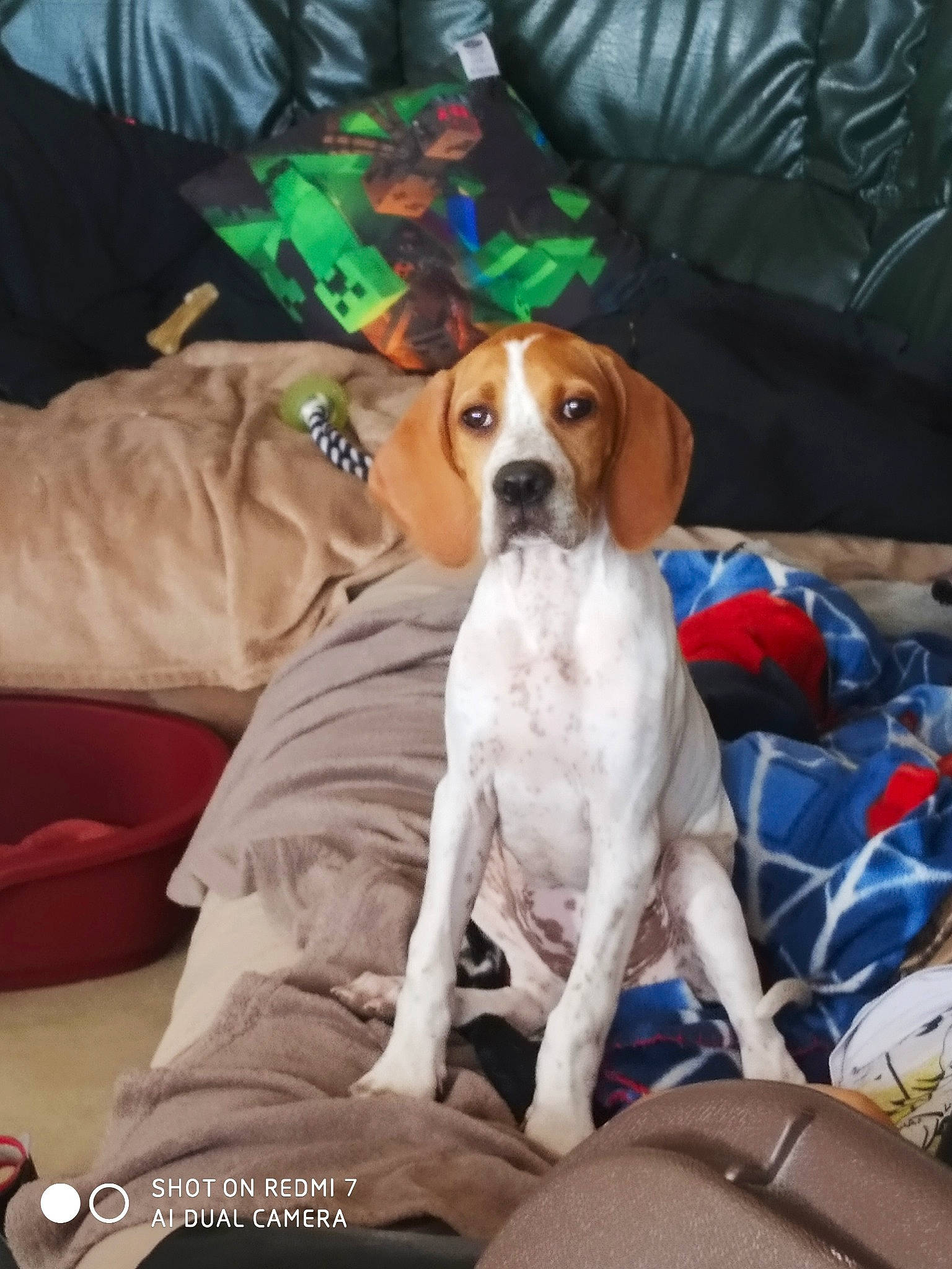 Tania participe au concours pour gagner de l'argent avec cette photo : beagle_harrier, beaglier, canidae, carnivore, comfort, companion_dog, couch, dog, dog_breed, dog_supply, fawn, hound, houseplant, hunting_dog, irishjacks, scent_hound, sporting_group, working_animal