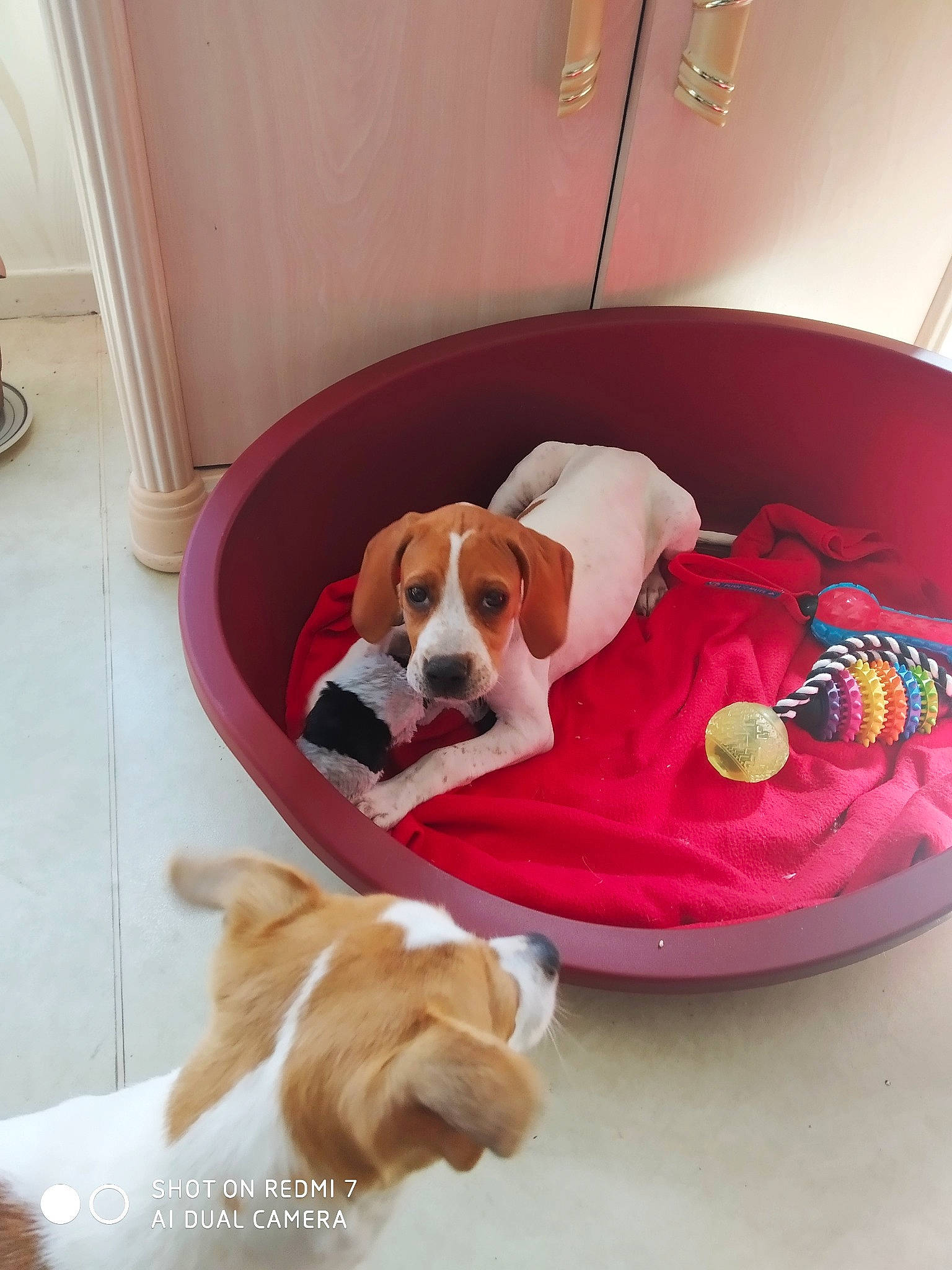 Tania participe au concours pour gagner de l'argent avec cette photo : canidae, carnivore, comfort, companion_dog, dog, dog_bed, dog_breed, dog_supply, fawn, flooring, fur, hardwood, mammal, pet_supply, room, snout, sporting_group, tail, wood, working_animal