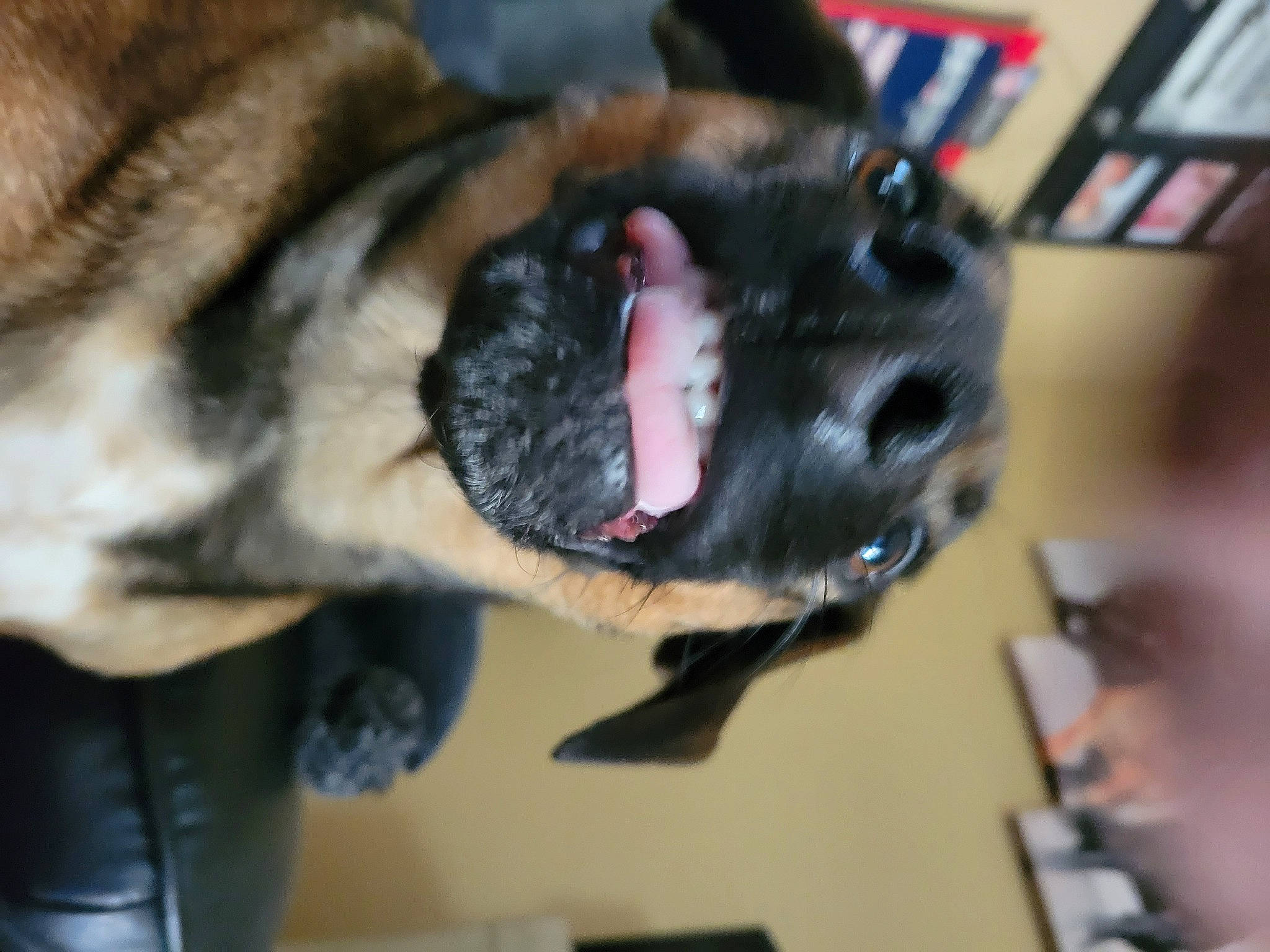 Kora is registered to the contest to win money with this photo: bookcase, canidae, carnivore, collar, companion_dog, dog, dog_breed, dog_collar, ear, fang, fawn, fur, jaw, leash, shelf, snout, sporting_group, tail, whiskers, working_animal