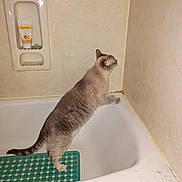 Marbles joined the competition — help win amazing prizes! cat, bathtub, bathroom, tile_wall, green_bath_mat, pet, curious, domestic_cat, fur, standing, side_view, indoor, household, cleaning_product, soap_holder, animal, whiskers, paws, gray_cat, striped_tail