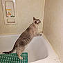 cat, bathtub, bathroom, tile_wall, green_bath_mat, pet, curious, domestic_cat, fur, standing, side_view, indoor, household, cleaning_product, soap_holder, animal, whiskers, paws, gray_cat, striped_tail