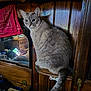 cat, tabby_cat, wooden_cabinet, shelf, indoor, reflection, mirror, red_bandana, furniture, curious, pet, fur, tail, domestic_animal, wood_texture, person_reflection, smartphone, cozy, close_up, animal_portrait