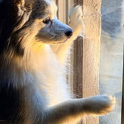 Aria joined the competition — help win amazing prizes! dog, fluffy, window, paws, sunlight, portrait, side_view, white_fur, gray_fur, pet, animal, indoor, reflection, contemplative, calm, closeup, furry, looking_out, natural_light, peaceful