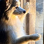 dog, fluffy, window, paws, sunlight, portrait, side_view, white_fur, gray_fur, pet, animal, indoor, reflection, contemplative, calm, closeup, furry, looking_out, natural_light, peaceful