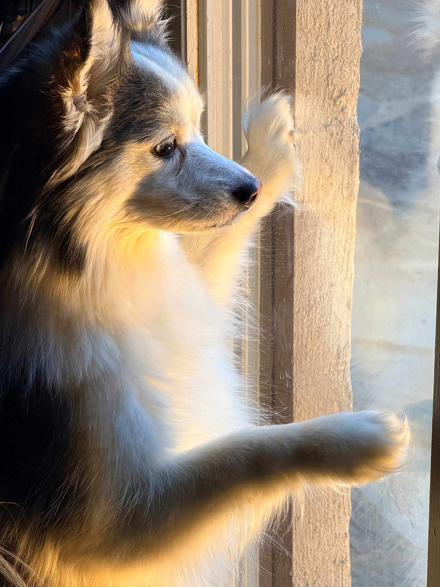 Aria joined the competition — help win amazing prizes! dog, fluffy, window, paws, sunlight, portrait, side_view, white_fur, gray_fur, pet, animal, indoor, reflection, contemplative, calm, closeup, furry, looking_out, natural_light, peaceful