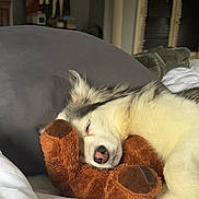 Aria joined the competition — help win amazing prizes! animal, bed, cozy, cute, dog, ears, fur, gray_cushion, indoor, nose, pet, plush_toy, puppy, relaxation, rest, sleeping, snuggle, soft, teddy_bear, white_bed_sheet