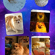 Keke joined the competition — help win amazing prizes! animal, collage, cute, dog, fluffy, indoor, instagram_story, love, memory, pet, photography, pomeranian, purple_background, rest_in_peace, sad, screenshots, sleeping, snow, text_overlay, tribute