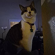 Keke joined the competition — help win amazing prizes! cat, indoor, pet, collar, tag, shadow, dim_light, curious, feline, mammal, domestic_animal, whiskers, ears, sitting, wall, window, lamp, furniture, night, home