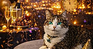 Keke is registered to the contest to win money with this photo: balloons, cat, celebration, champagne_glasses, clock, confetti, decorations, festive, fireworks, furniture, golden, green_eyes, indoor, lights, new_year, ottoman, party, party_hat, relaxed, tabby