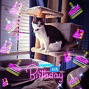 Keke joined the competition — help win amazing prizes! birthday, cake, cat, cat_tree, celebration, collar, curtains, daylight, decorations, feline, furniture, home, indoor, neon_overlay, party, party_hat, pet, sparkles, white_and_black_cat, window