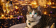 Keke joined the competition — help win amazing prizes! balloons, cat, celebration, champagne_glasses, clock, confetti, decorations, festive, fireworks, furniture, golden, green_eyes, indoor, lights, new_year, ottoman, party, party_hat, relaxed, tabby