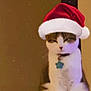 cat, santa_hat, pet, animal, indoor, holiday, christmas, festive, white_fur, tabby, collar, tag, perch, cute, calm, portrait, feline, snowflake_effect, warm_lighting, domestic_animal