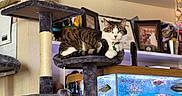Keke joined the competition — help win amazing prizes! animal, aquarium, cat, cat_tree, fish, fish_tank, framed_photos, furniture, home_decor, indoor, leisure, motorcycle_model, pet, pet_accessory, plants, relaxing, shelf, tabby_cat, toy, wall_sign