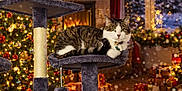 Keke is registered to the contest to win money with this photo: cat, cat_tree, christmas_tree, christmas_lights, fireplace, stockings, presents, holiday_decor, living_room, snow, window, teddy_bear, toy, festive, indoor, warm_lighting, tabby_cat, decorations, carpet, cozy