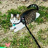 cat, outdoor, grass, tree, harness, leash, pet, animal, curious, nature, daylight, playful, blue_eyes, sitting, ground, green, feline, fur, whiskers, adventure
