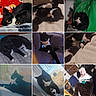 Oreo joined the competition — help win amazing prizes! animal, architecture, art, blackcat, building, canine, cat, collage, couch, dog, furniture, homedecor, indoors, kitten, livingroom, manx, person, pet, room, sleeping