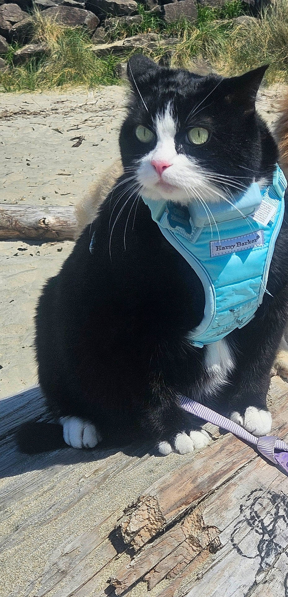 animal, beach, black_and_white, blue_harness, cat, closeup, driftwood, feline, grass, harness, leash, nature, outdoor, pet, pink_nose, sand, sitting, sunlight, tuxedo_cat, whiskers