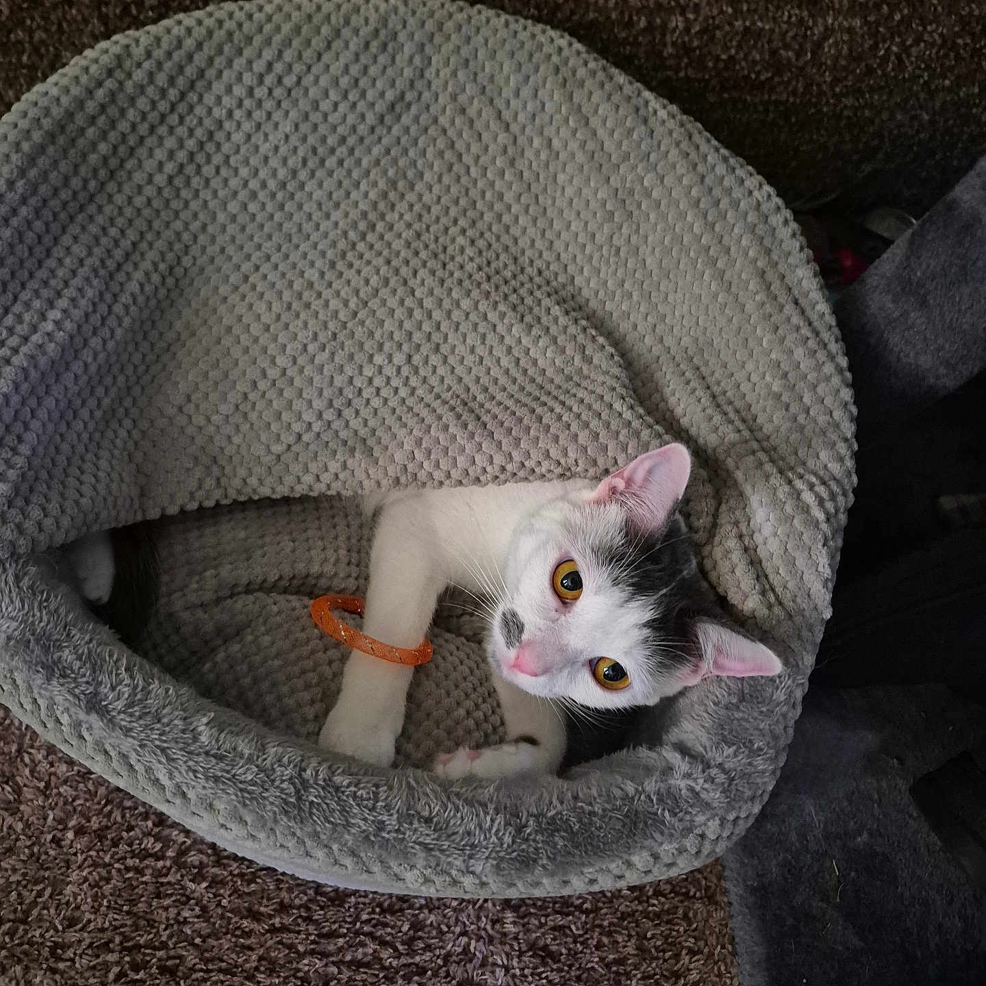 Blizzy