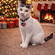 Blizzy joined the competition — help win amazing prizes! animal, black_markings, carpet, cat, christmas_lights, christmas_tree, collar, cozy, festive, fireplace, heart_shaped_tag, holiday_decor, indoor, pet, portrait, stockings, warm_lighting, white_cat, wrapped_presents, yellow_eyes