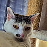 cat, white_cat, black_markings, yellow_eyes, indoor, cat_tree, scratching_post, curtains, relaxed, pet, feline, close_up, fur, whiskers, ears, nose, paw, cozy, domestic_animal, animal