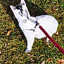 Blizzy is registered to the contest to win money with this photo: animal, autumn_leaves, back_view, black_markings, cat, daylight, feline, fur, grass, harness, leash, nature, outdoor, pet, playful, red_leash, sitting, sunny_day, walking, white_cat