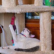 Blizzy is registered to the contest to win money with this photo: animal, aquarium, carpeted, cat, cat_tree, collar, feline, furniture, gray_cat, home_interior, indoor, paw, pet, pet_accessory, playful, relaxing, stretching, toy, white_cat, wooden