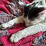 Blizzy is registered to the contest to win money with this photo: animal, blanket, cat, closeup, comfort, cozy, cute, fur, indoor, multicolored, peaceful, pet, pink, relaxation, resting, sleeping, soft, stretching, texture, whiskers