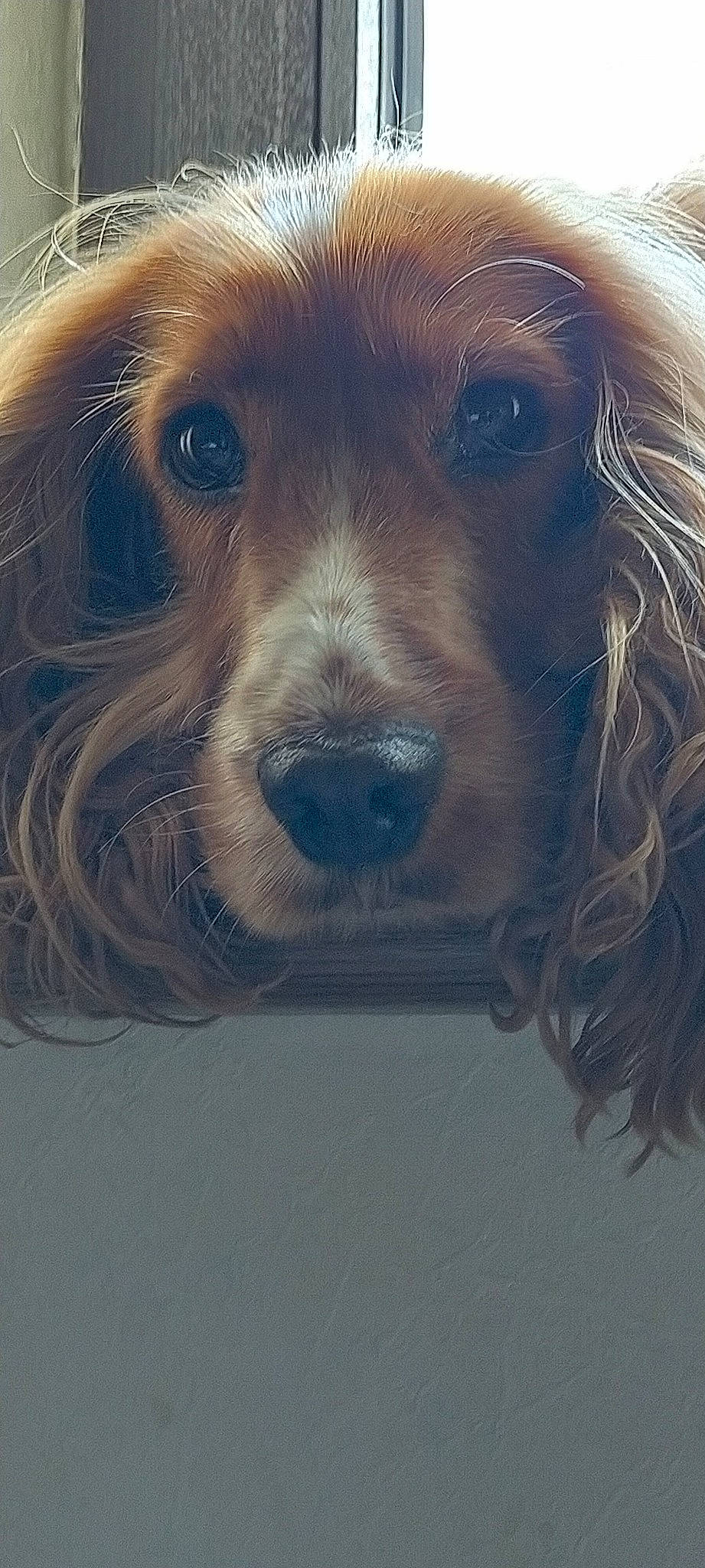 Syrah a rejoint le concours — aidez-le/la à gagner de superbes lots ! american_cocker_spaniel, boykin_spaniel, canidae, carnivore, cocker_spaniel, companion_dog, dog, dog_breed, english_cocker_spaniel, german_spaniel, irish_setter, mammal, nose, russian_spaniel, setter, snout, spaniel, sporting_group, sussex_spaniel, vertebrate