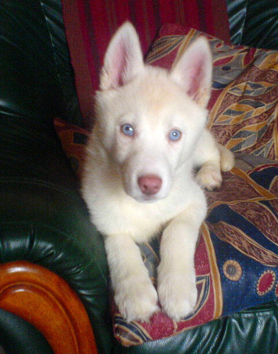 Daika