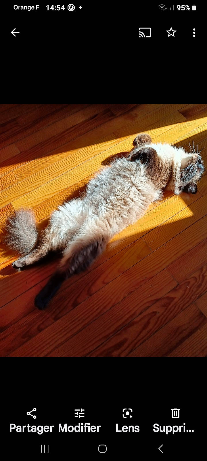 Romeo participe au concours pour gagner de l'argent avec cette photo : carnivore, cat, comfort, companion_dog, dog_breed, felidae, floor, flooring, foot, fur, hardwood, laminate_flooring, paw, small_to_medium_sized_cats, sporting_group, tail, whiskers, wood, wood_flooring, wood_stain