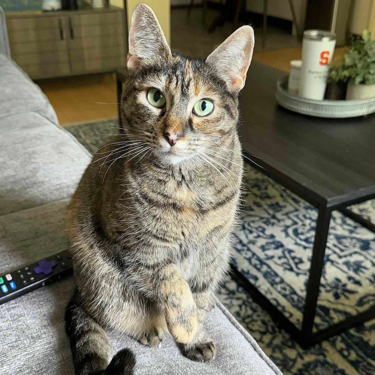 Sage Biscotti is registered to the contest to win money with this photo: cat, cozy, curious, decor, domestic_animal, feline, furniture, green_eyes, houseplant, indoor, living_room, paw, pet, remote_control, rug, sitting, sofa, tabby_cat, table, whiskers
