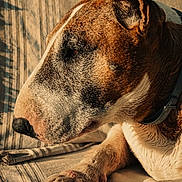 Loustik a rejoint le concours — aidez-le/la à gagner de superbes lots ! dog, close_up, resting, paw, fur, sunlight, texture, collar, brown, white, canine, pet, animal, outdoor, relaxed, portrait, side_view, shadow, detailed, calm