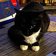 Rosie Furman is registered to the contest to win money with this photo: cat, tuxedo_cat, black_cat, white_chest, white_paws, animal, pet, feline, sitting, portrait, indoor, desk, table, coaster, cardboard_box, furniture, dark_fur, whiskers, green_eyes, home