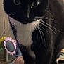 Rosie joined the competition — help win amazing prizes! cat, tuxedo_cat, black_and_white, whiskers, indoor, plastic_bag, artificial_flowers, curious, close_up, pet, animal, feline, domestic_cat, table, decor, background, soft_lighting, face, ears, eyes
